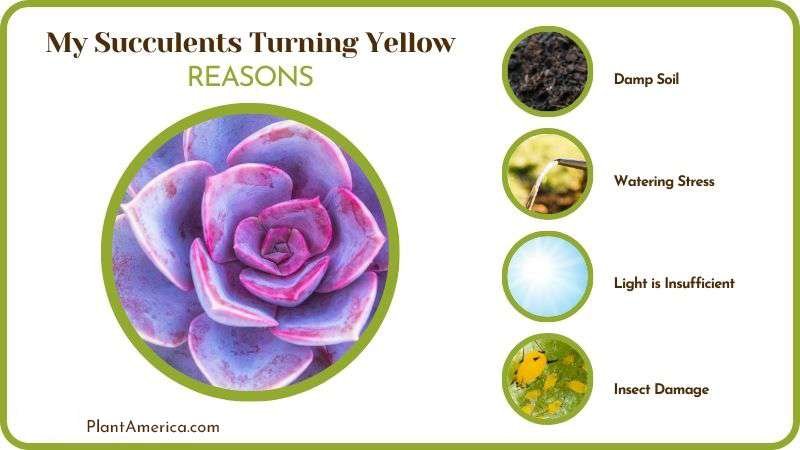 Reasons of My Succulents Turning Yellow Plant America