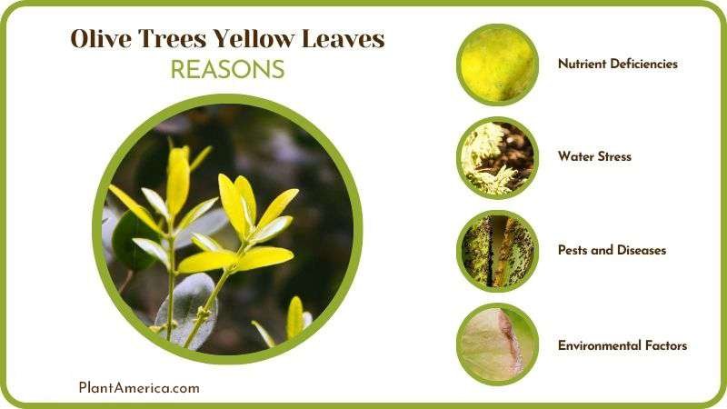 Reasons of Olive Trees Yellow Leaves PlantAmerica