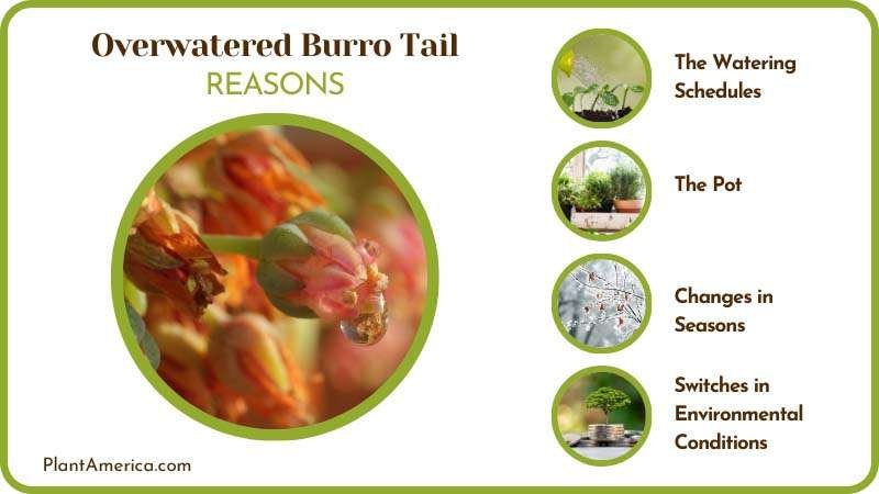 Reasons of Overwatered Burro Tail Plant America