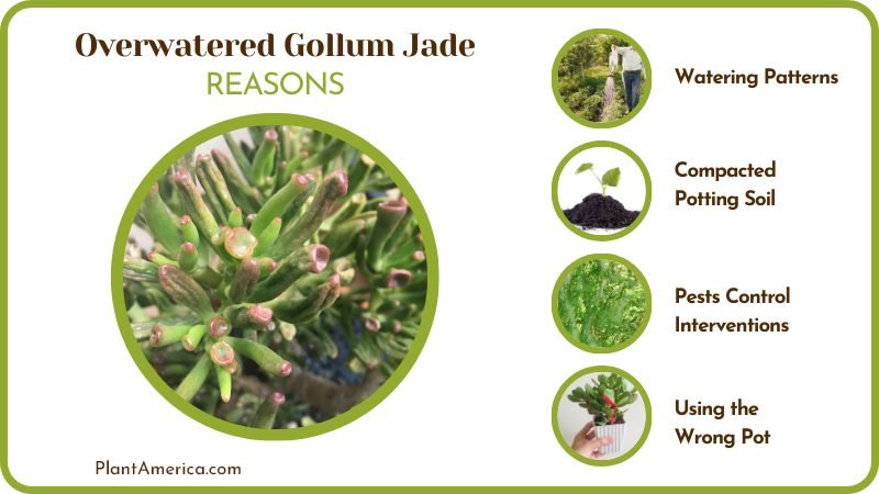 Reasons of Overwatered Gollum Jade Plant America