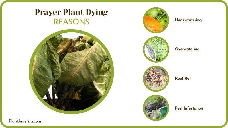 Reasons of Prayer Plant Dying Plant America