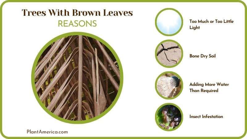 Reasons of Trees With Brown Leaves PlantAmerica