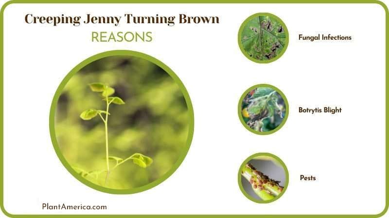 Reasons why Creeping Jenny Turning Brown PlantAmerica
