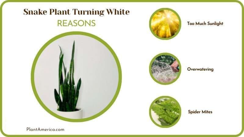 Reasons why Snake Plant Turning White Plant America