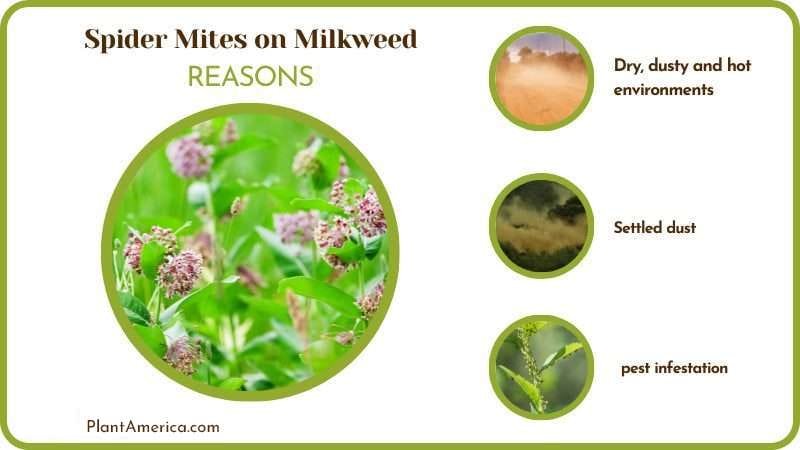 Reasons why Spider Mites on Milkweed PlantAmerica