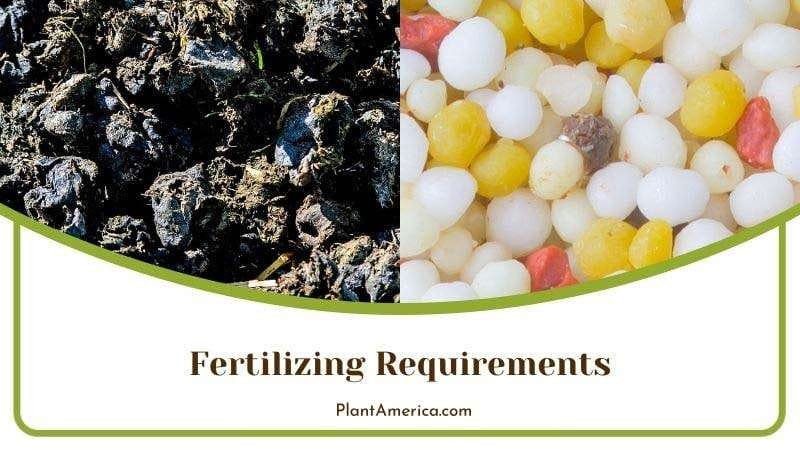 Recommended Fertilize for Burgundy Plant America
