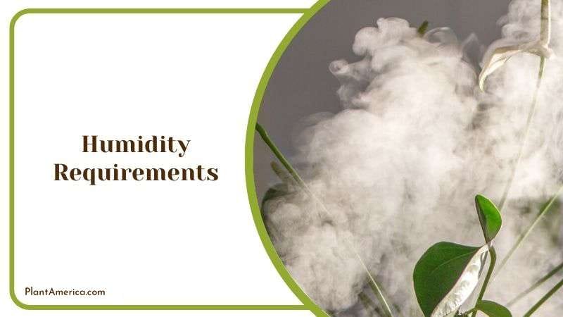 Recommended Humidity for Heart Fern Plant America Recommended Humidity for Heart Fern Plant America