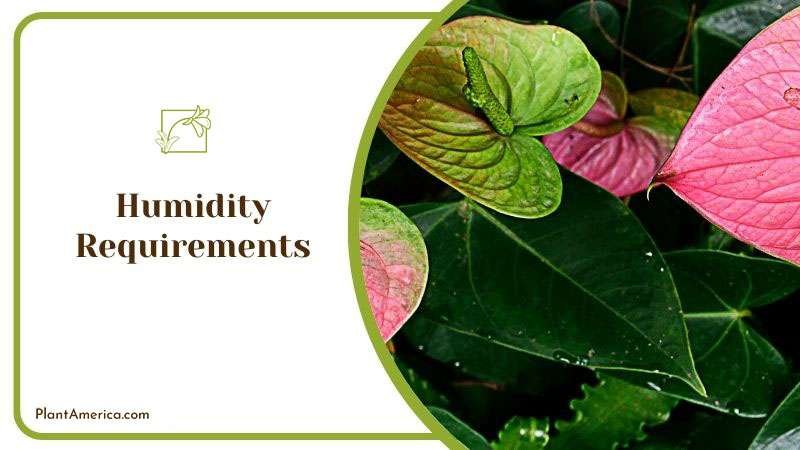 Content Images List Post Admirable Fireburst Anthurium for Ind