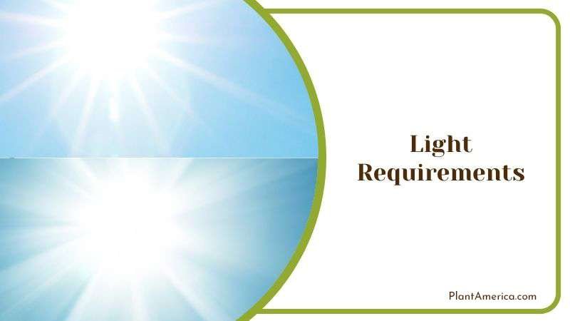 Recommended Light for Anacampseros Rufescens Plant America