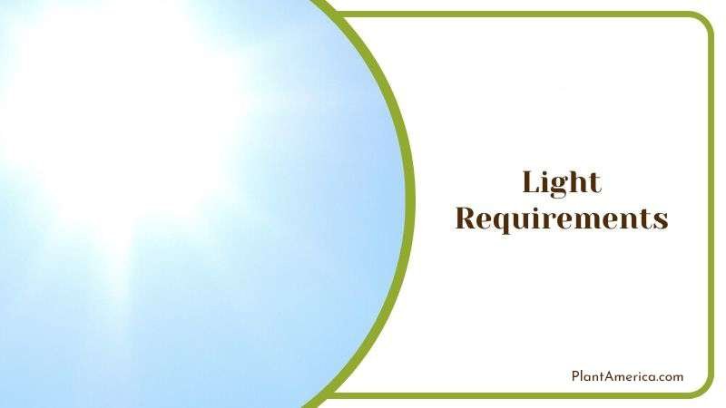 Recommended Light for Black Tower Plant America Recommended Light for Black Tower Plant America