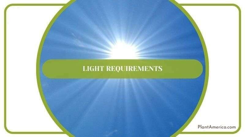 Recommended Light for Watermelon Peperomia Plant America
