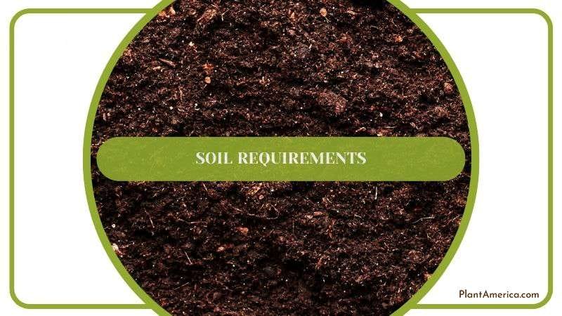 Recommended Soil for Philodendron Billietiae Plant America Recommended Soil for Philodendron Billietiae Plant America