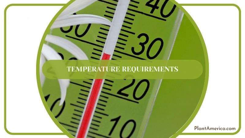Recommended Temperature for Crassula Plant America