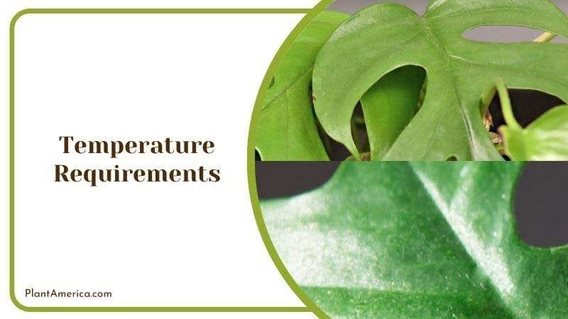 Recommended Temperature for Rhaphidophora PlantAmerica