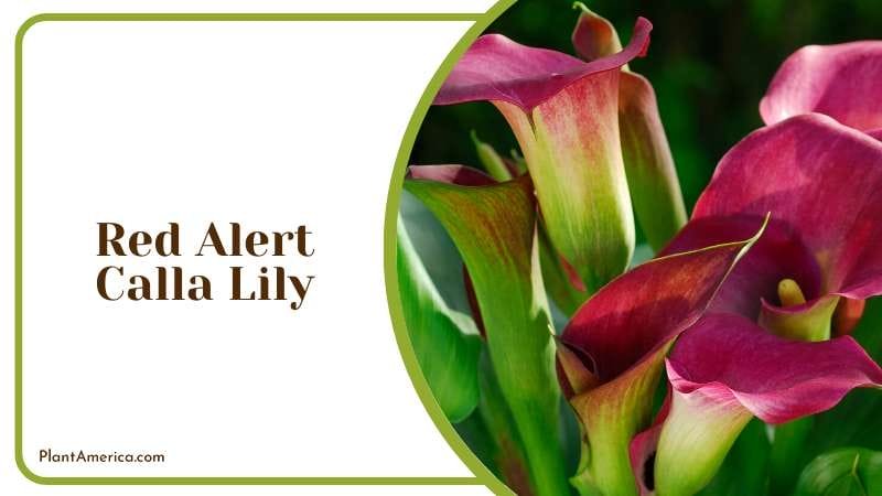 Red Alert Calla Lily with tubular shapes Plant America Red Alert Calla Lily with tubular shapes Plant America