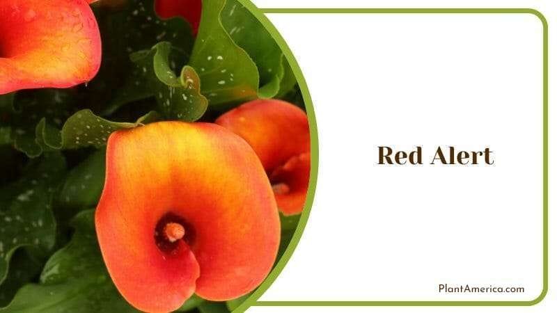 Red Alert PlantAmerica