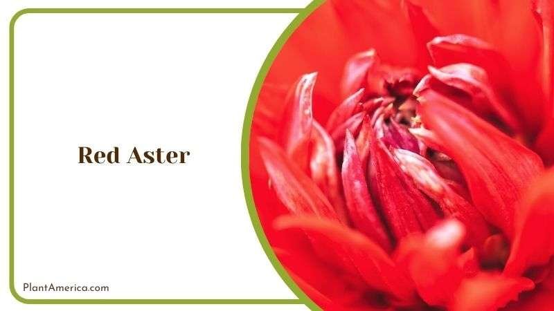 Red Aster Plant America