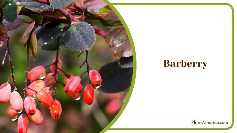 Red Barberry Blooms Plant America