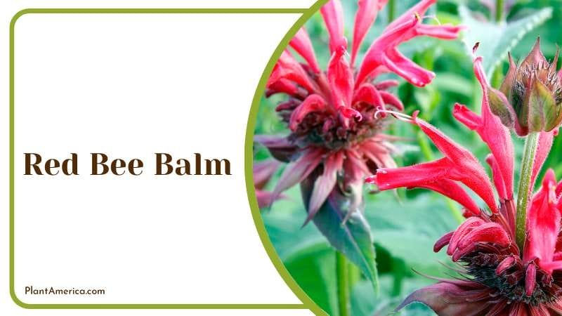 Red Bee Balm known as wild bergamot Plant America Red Bee Balm known as wild bergamot Plant America