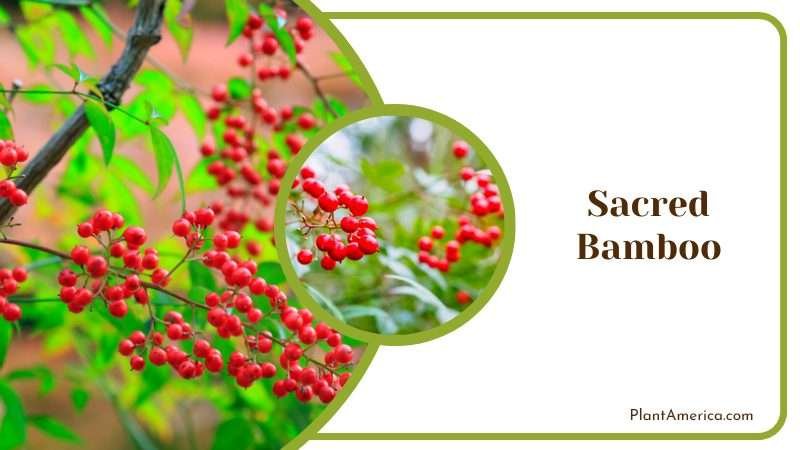 Red Berries of Sacred Bamboo PlantAmerica Red Berries of Sacred Bamboo PlantAmerica