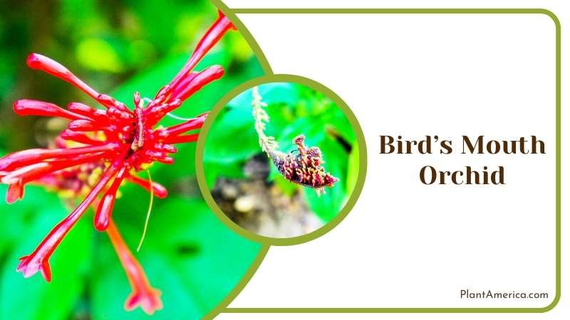 Red Bird Mouth Orchid Plant America