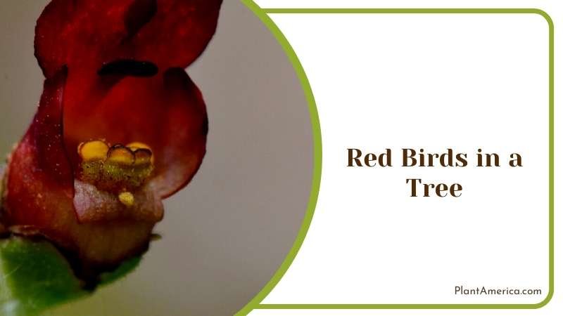 Red Birds in a Tree Flower Plant America