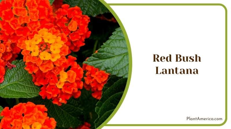 Red Bush Lantana Varieties Plant America
