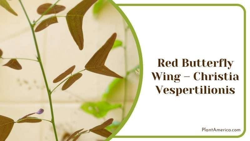 Red Butterfly Wing Plant America