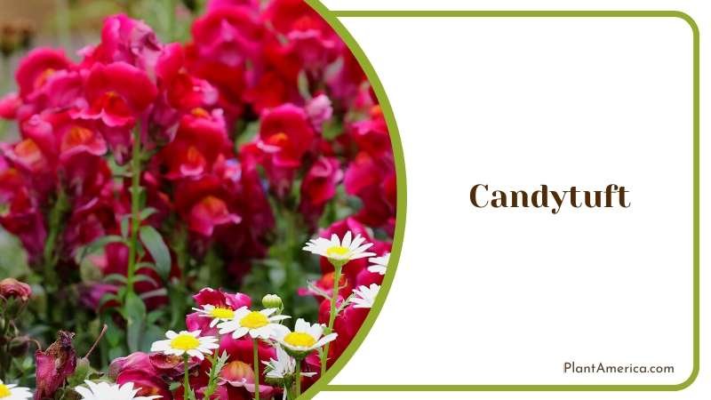 Red Candytuft Flowers Plant America