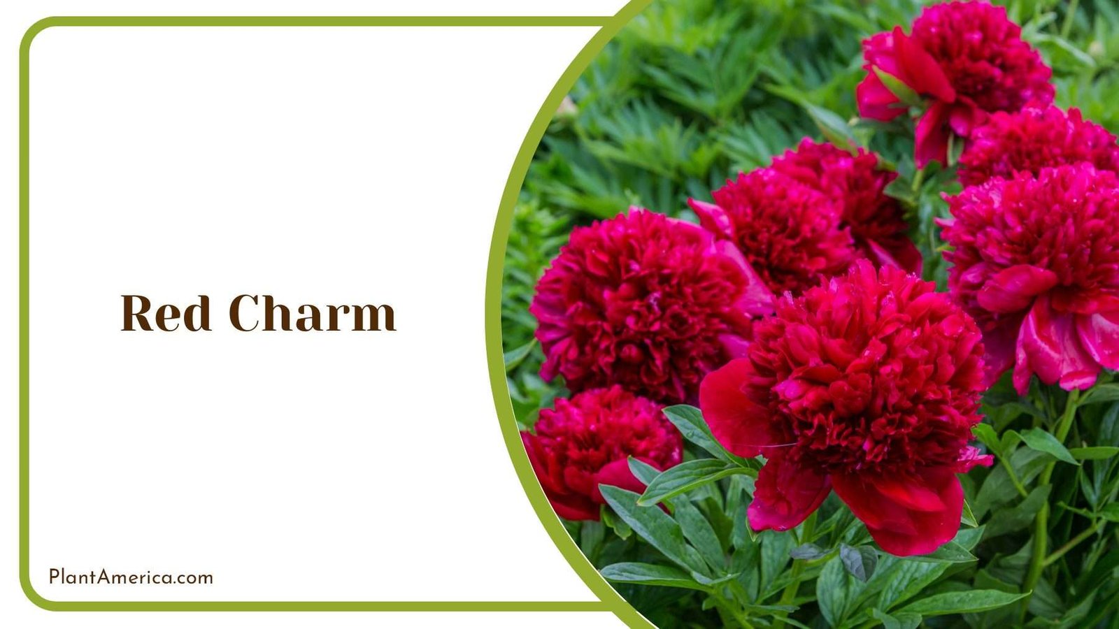 Red Charm Treasure Your Home Plant America