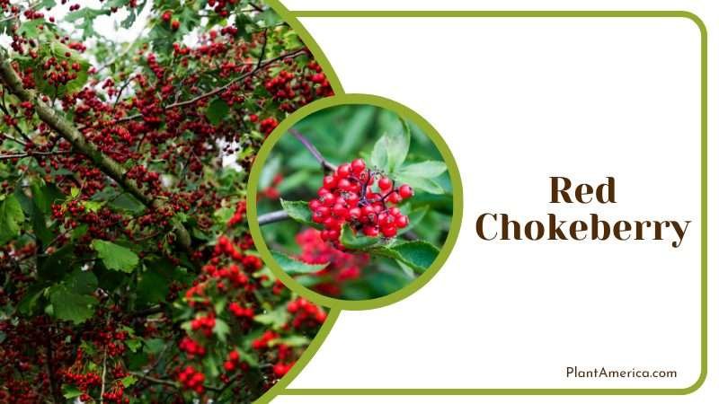 Red Chokeberry Grows in medium moisture soil Plant America