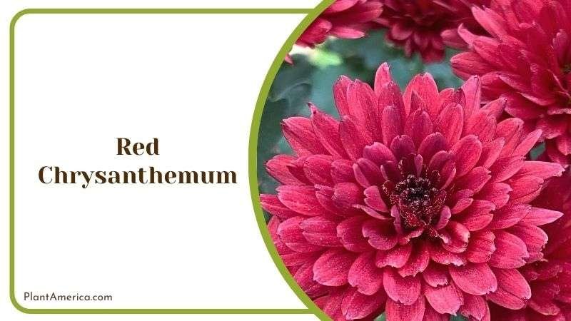 Red Chrysanthemum Plant America
