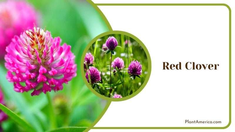 Red Clover Herb Plant America
