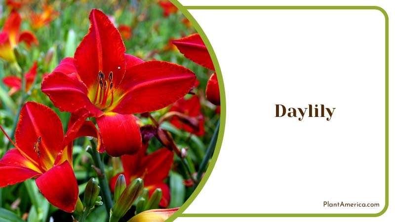 Red Daylily Flowers in Field Plant America