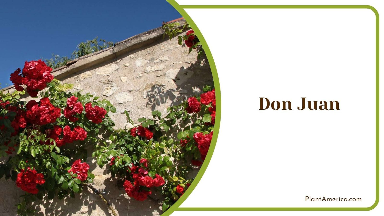 Red Don Juan Hanging On Wall Plant America