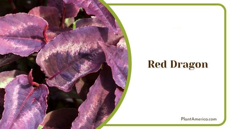 Red Dragon PlantAmerica