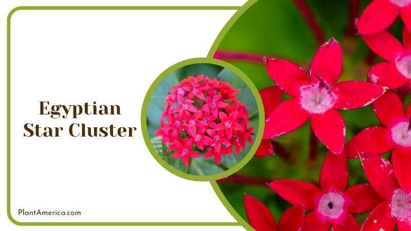 Red Egyptian Star Cluster Flower Plant America Red Egyptian Star Cluster Flower Plant America