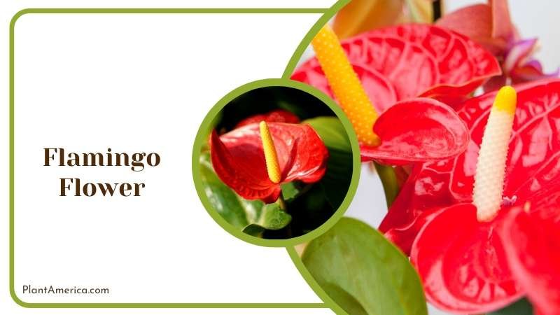 Red Flamingo Flowers Plant America