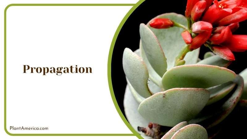 Red Flower Kalanchoe Marnieriana Plant America Red Flower Kalanchoe Marnieriana Plant America