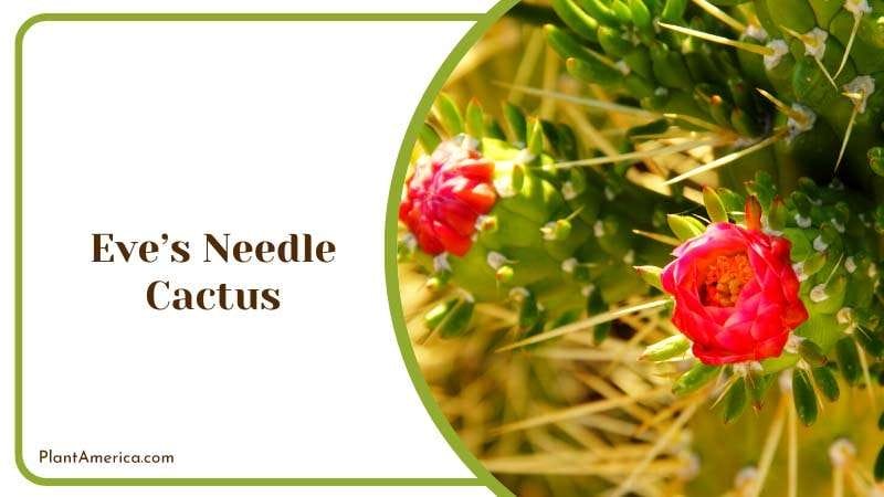 Red Flower in Eves Needle Cactus Plant America Red Flower in Eves Needle Cactus Plant America
