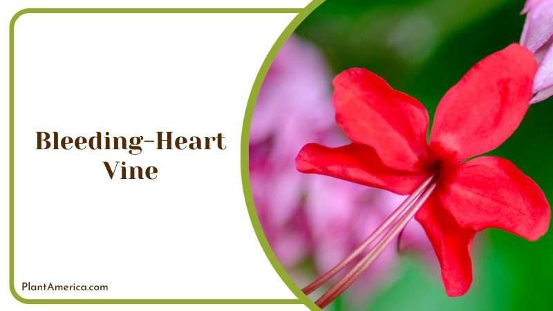 Red Flower of Bleeding Heart Vine Plant America Plant America