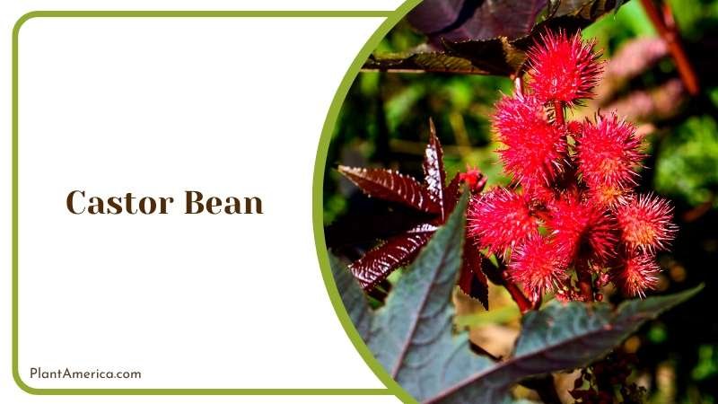 Red Flower of Castor Bean Plant Plant America