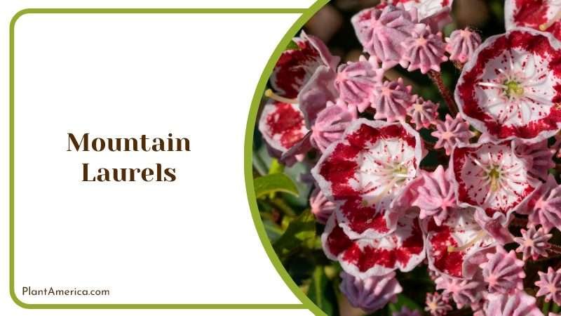 Red Flowers of Mountain Laurels Plant America