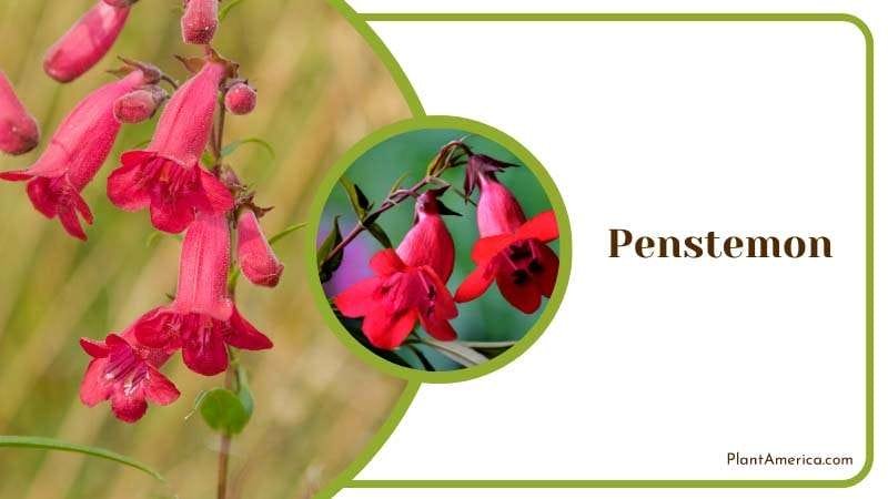 Red Flowers of Penstemon Plant America