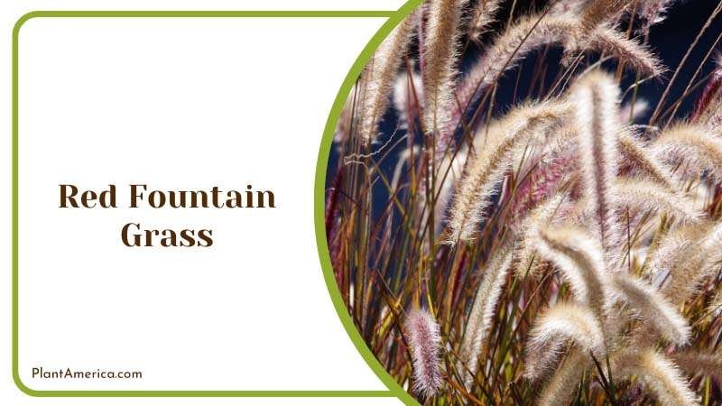 Red Fountain Grass as garden shrubs Plant America Red Fountain Grass as garden shrubs Plant America