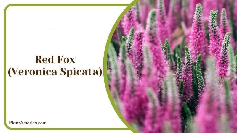 Red Fox PlantAmerica Red Fox PlantAmerica