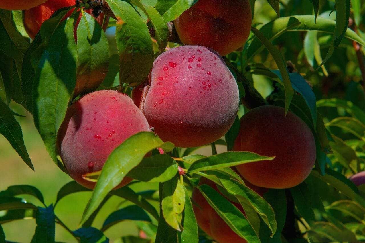 Red Globe Peaches PlantAmerica