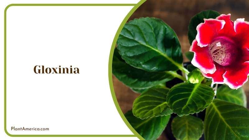 Red Gloxinia on the Wooden Background Plant America Red Gloxinia on the Wooden Background Plant America