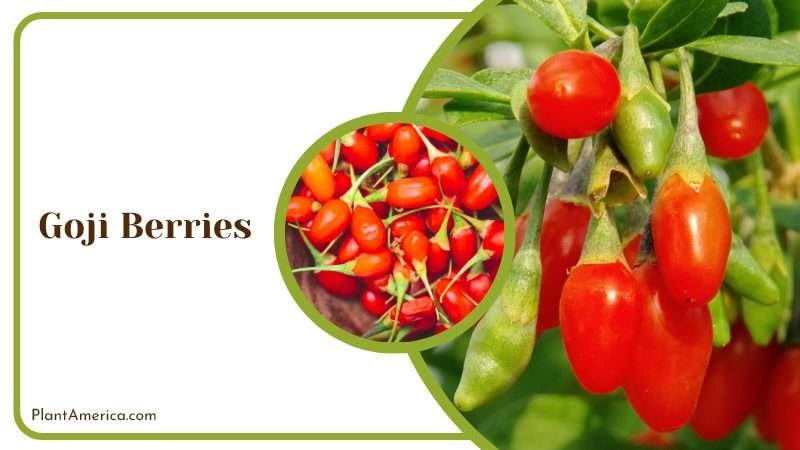 Red Goji Berries in a Plant Plant America