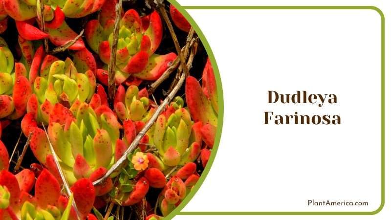 Red Green Dudleya Farinosa Plant America